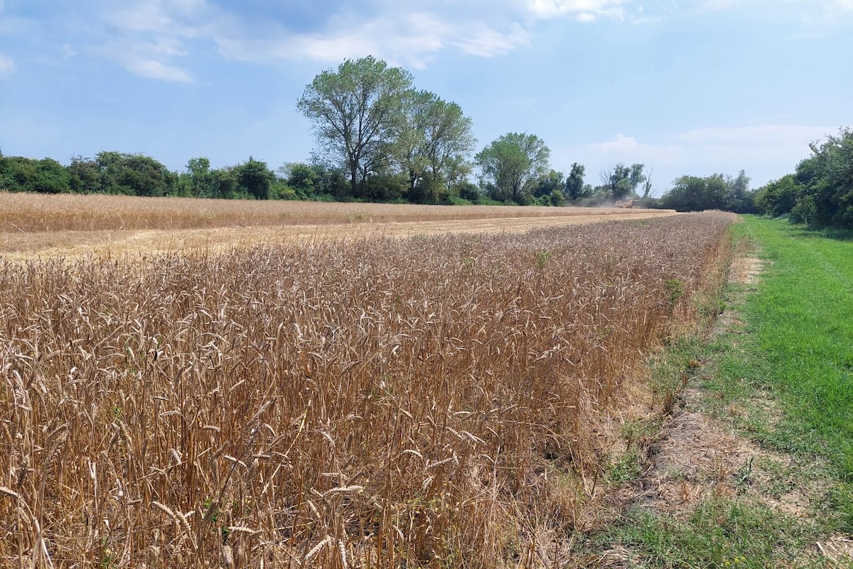 Popolazione evolutiva Furat in Veneto