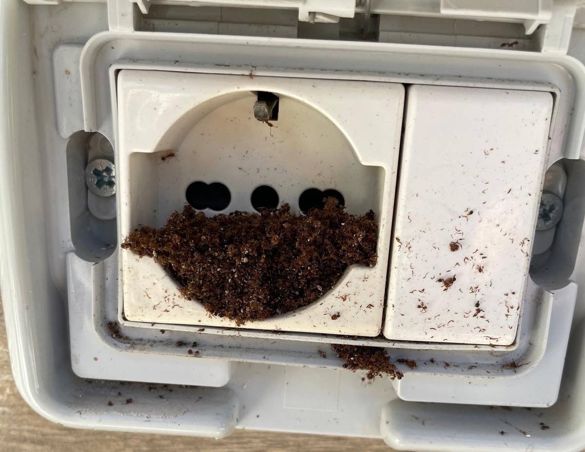 Danni della formica di fuoco