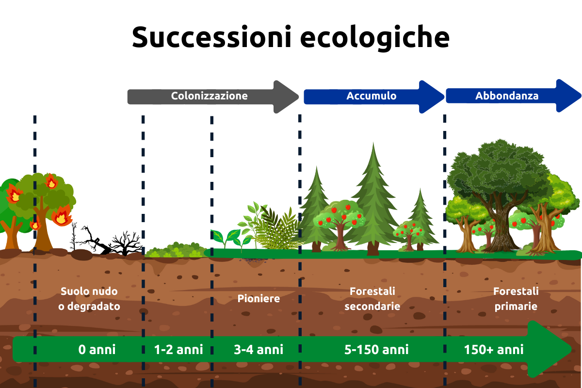 successioni-ecologiche-grafica-agricoltura-sintropica-fonte-agronotizie.png