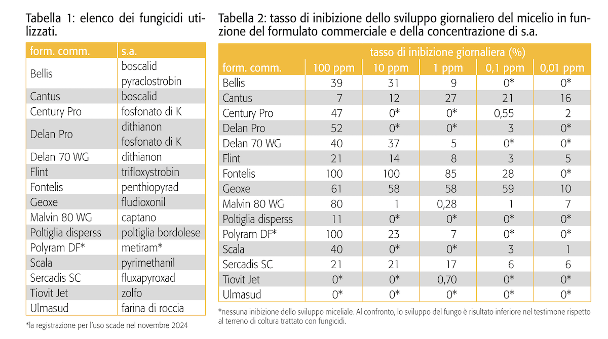 test-vitro-fungicidi-glomerella-colletotrichum-malattia-fungo-melo-centro-sperimentale-laimburg-settembre-2024-fonte-rivista-fruttavite.png