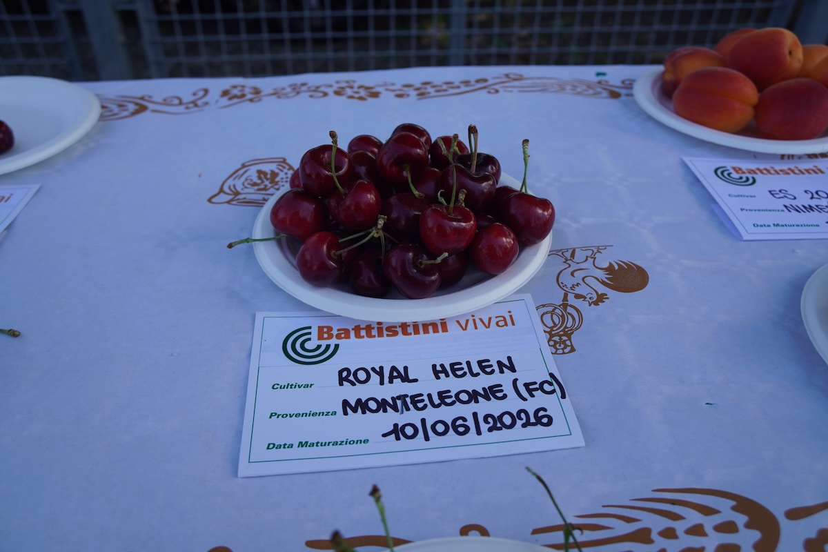 Cultivar di ciliegio Royal Helen esposta alla mostra pomologica