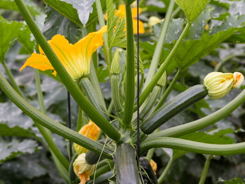 Zucchine-Zucchino-Frutto-Fiore-Orticola-ByAjcespedes-Pixabay-TellyFood-490x368.jpg