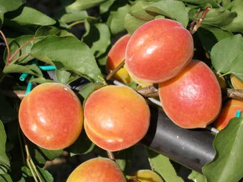 Albicocco, varietà Orange Rubis* distribuita da Vivai F.lli Zanzi