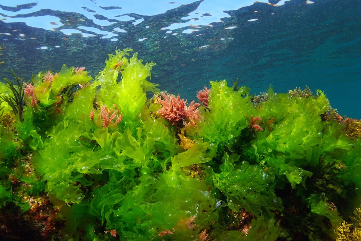 alghe-alga-verde-ulva-spp-lattuga-di-mare-oceano-atlantico-by-dam-adobe-stock-1200x800.jpeg