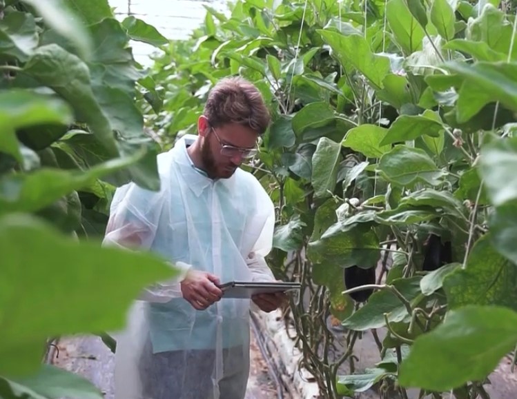 Francesco Cappello, tecnico di Ioppì, ispeziona le colture nelle serre gestite con QdC - Quaderno di Campagna