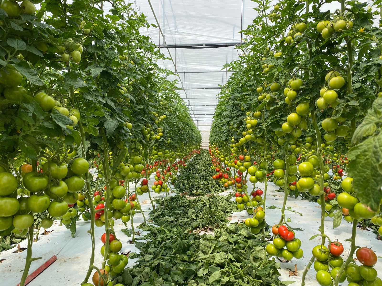 Con QdC è possibile garantire la rintracciabilità dei prodotti agricoli dal campo alla tavola