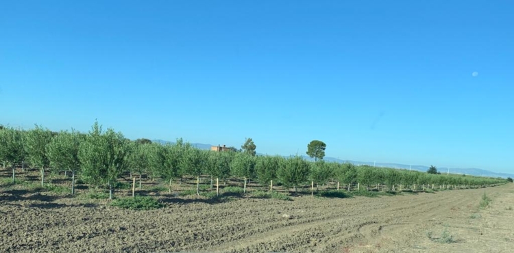 Giovanni Carrabs, imprenditore agricolo, ha scelto QdC per la gestione delle sue colture di ortaggi e olivo