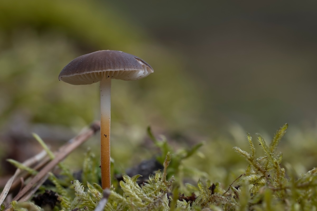 fungo-strobilurus-tenacellus-pigna-funghi-by-weinkoetz-adobe-stock-1200x800.jpeg