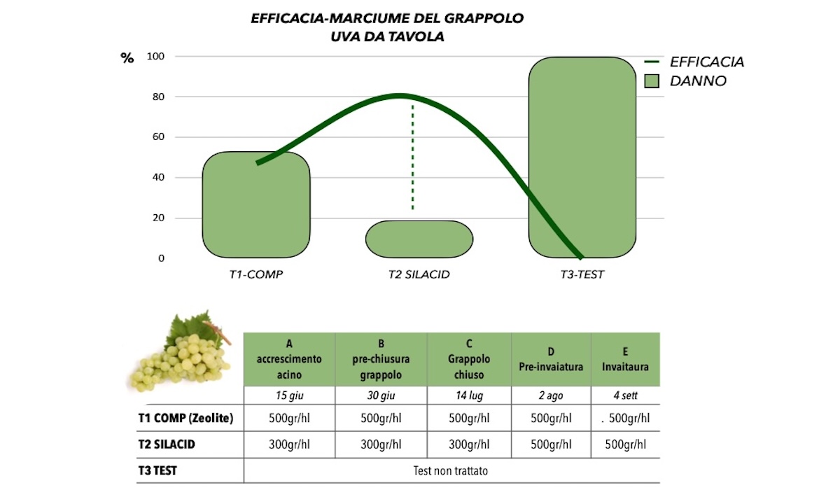 grafico-efficacia-marciume-grappolo-uva-da-tavola-silacid-corroborante-fonte-raggioverde-redazionale-marzo2024.jpg