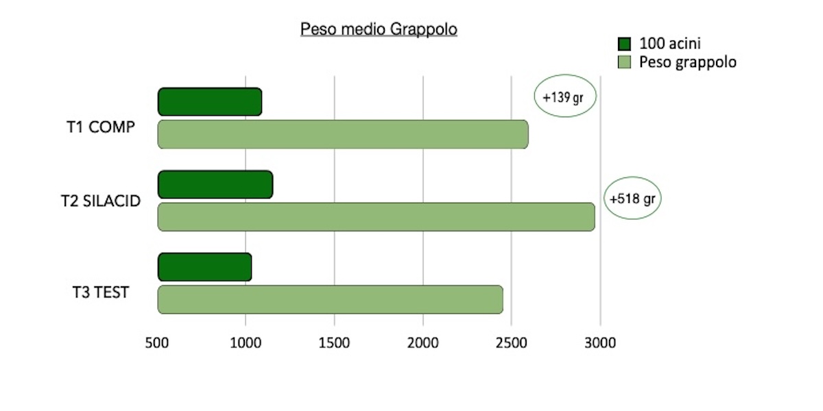 grafico-peso-medio-grappolo-prove-silacid-corroborante-fonte-raggioverde.jpg