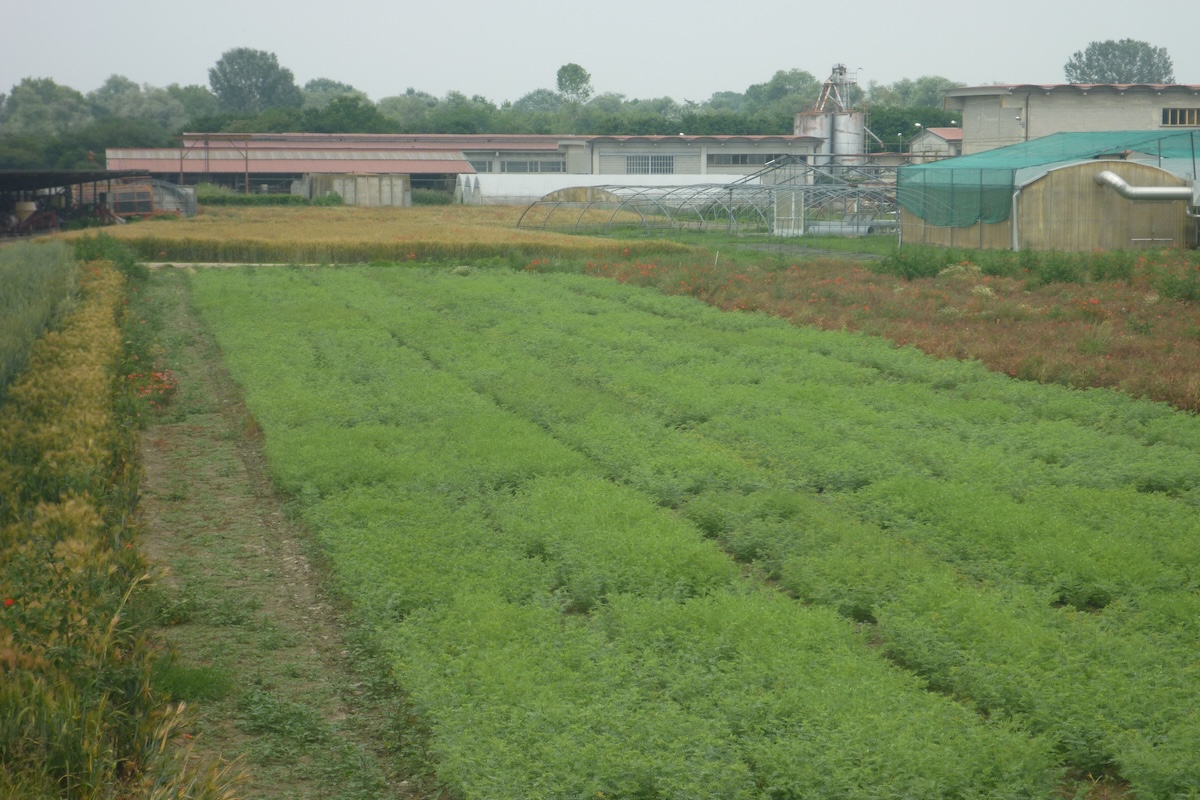 Varietà di cece in fioritura nel campo sperimentale condotto nella campagna agraria 2023
