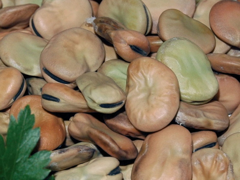 La fava di Miliscola, è un prodotto tipico della Regione Campania