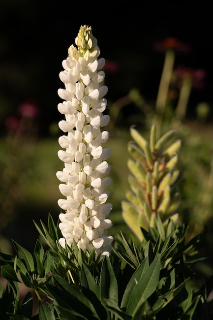 Fiore di lupino bianco. Il lupino è un'ottima fonte di proteine, fibre, grassi buoni e sali minerali