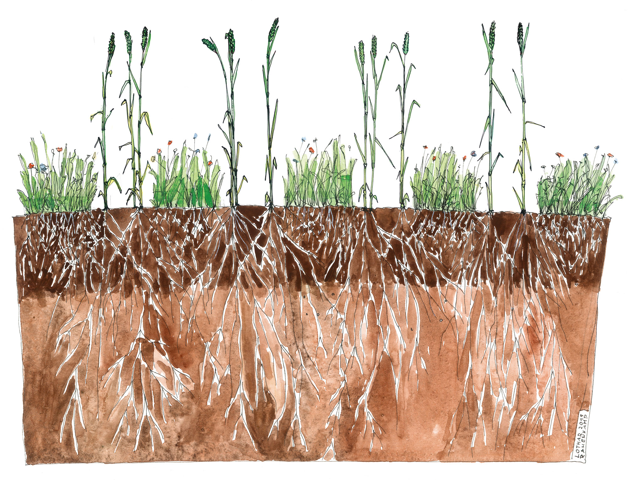 La semina di cover crop intervallate da file a larghezze fisse produce effetti benefici sia per la coltura principale sia per l'ambiente