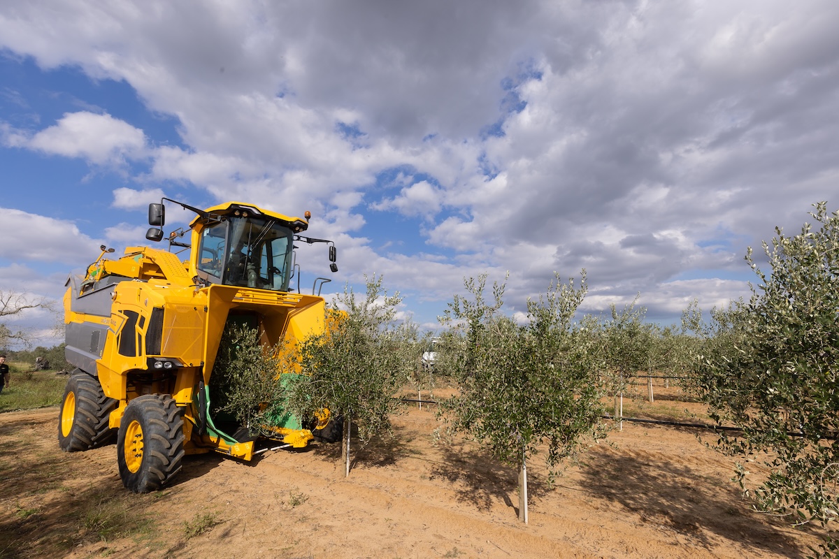 Raccoglitrice Gregoire GX10.6, con testata di raccolta ARC², al lavoro in oliveto