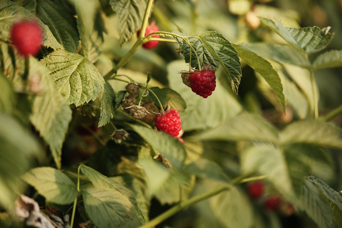 La produzione di piccoli frutti soddisfa la richiesta di un mercato che ne apprezza le proprietà nutrizionali