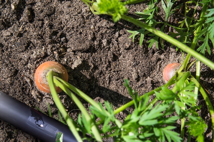 La carota necessita di interventi irrigui regolari