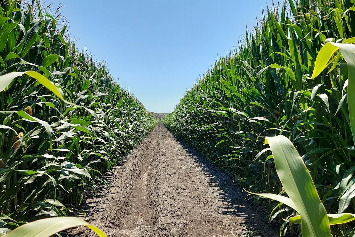 Irrigazione a goccia del mais, tutti i vantaggi - Agrimeccanica -  AgroNotizie