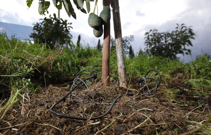Irrigazione a goccia in un campo di avocado