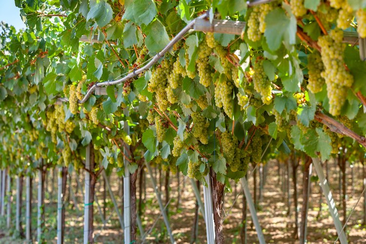 L'irrigazione a deficit idrico controllato permette di migliorare le qualità enologiche dell'uva