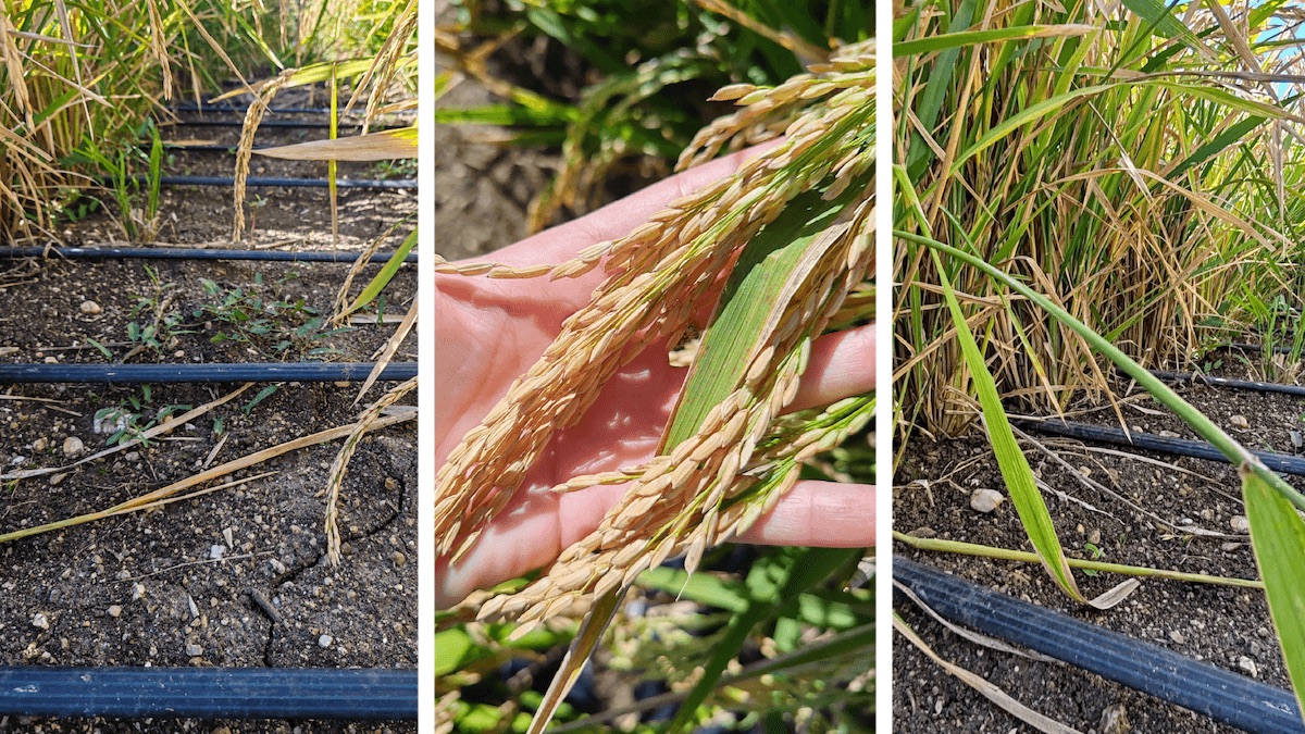 L'irrigazione a goccia sulle coltivazioni di riso mostra risultati promettenti nelle sperimentazioni