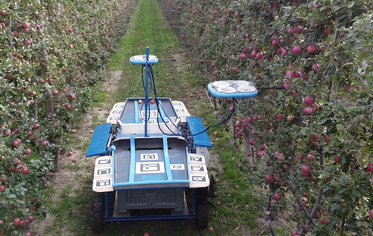 I droni, in modo autonomo, riconoscono, selezionano e raccolgono la frutta nel momento più opportuno