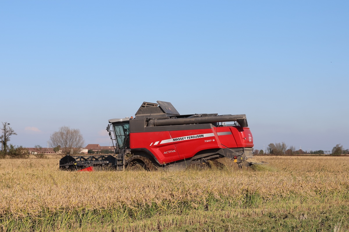 Mietitrebbia a 6 scuotipaglia Massey Ferguson Activa 7347 S, con trinciapaglia inserito, in azione nella Tenuta Montarucco