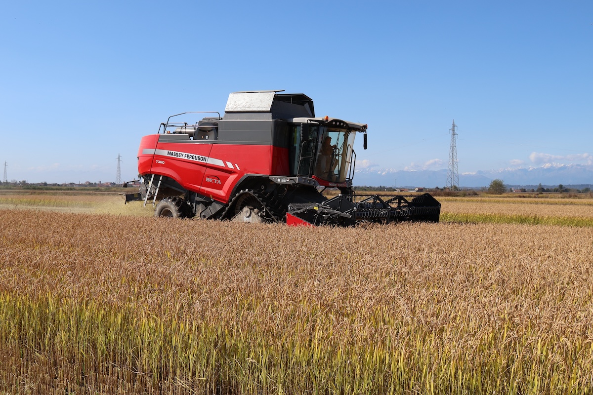 Mietitrebbia a 5 scuotipaglia Massey Ferguson Beta 7360 all'opera nelle risaie dell'azienda Camoriano