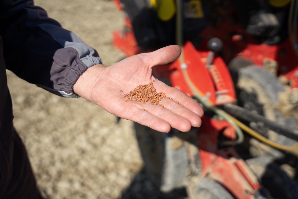 MS 8230 di MaterMacc è in grado di gestire con precisione anche i semi più minuti come quelli del ravanello