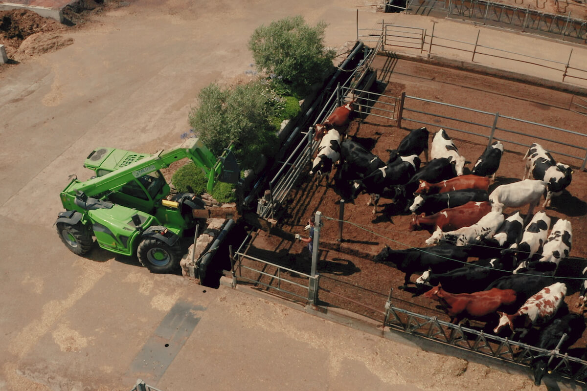 L'azienda Le Rogaie utilizza i sollevatori Merlo P26.6, P60.10 e TF50.8 per gestire le stalle e le aree all'aperto riservate ai bovini