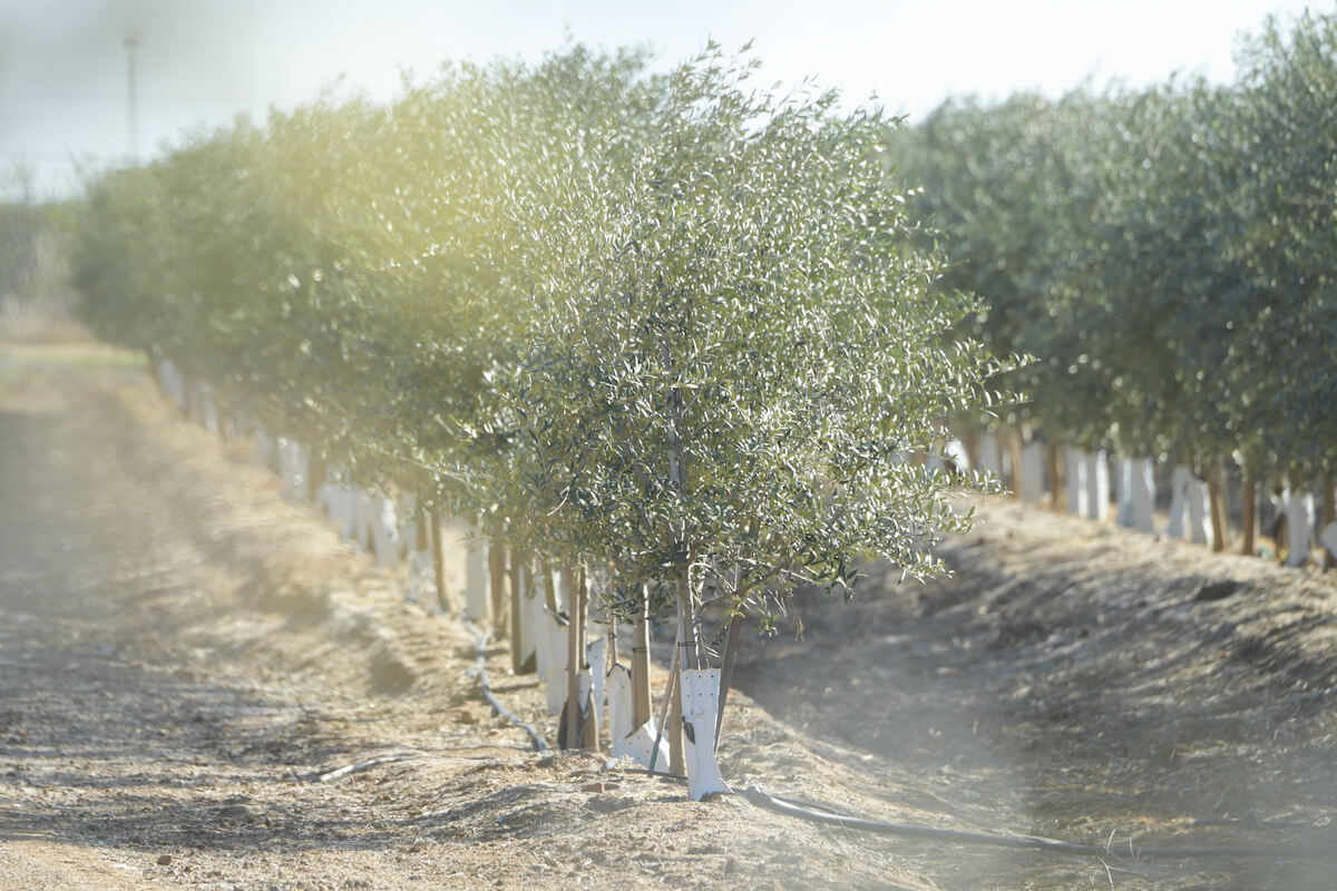 L'olivo risponde bene all'irrigazione a deficit controllato