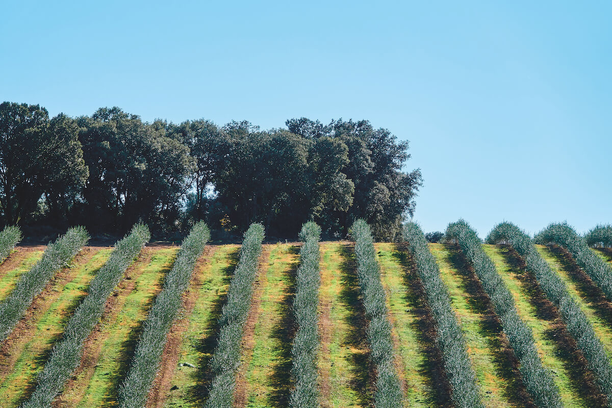 Irrigazione a goccia cruciale per mantenere alta la produttività negli oliveti intensivi