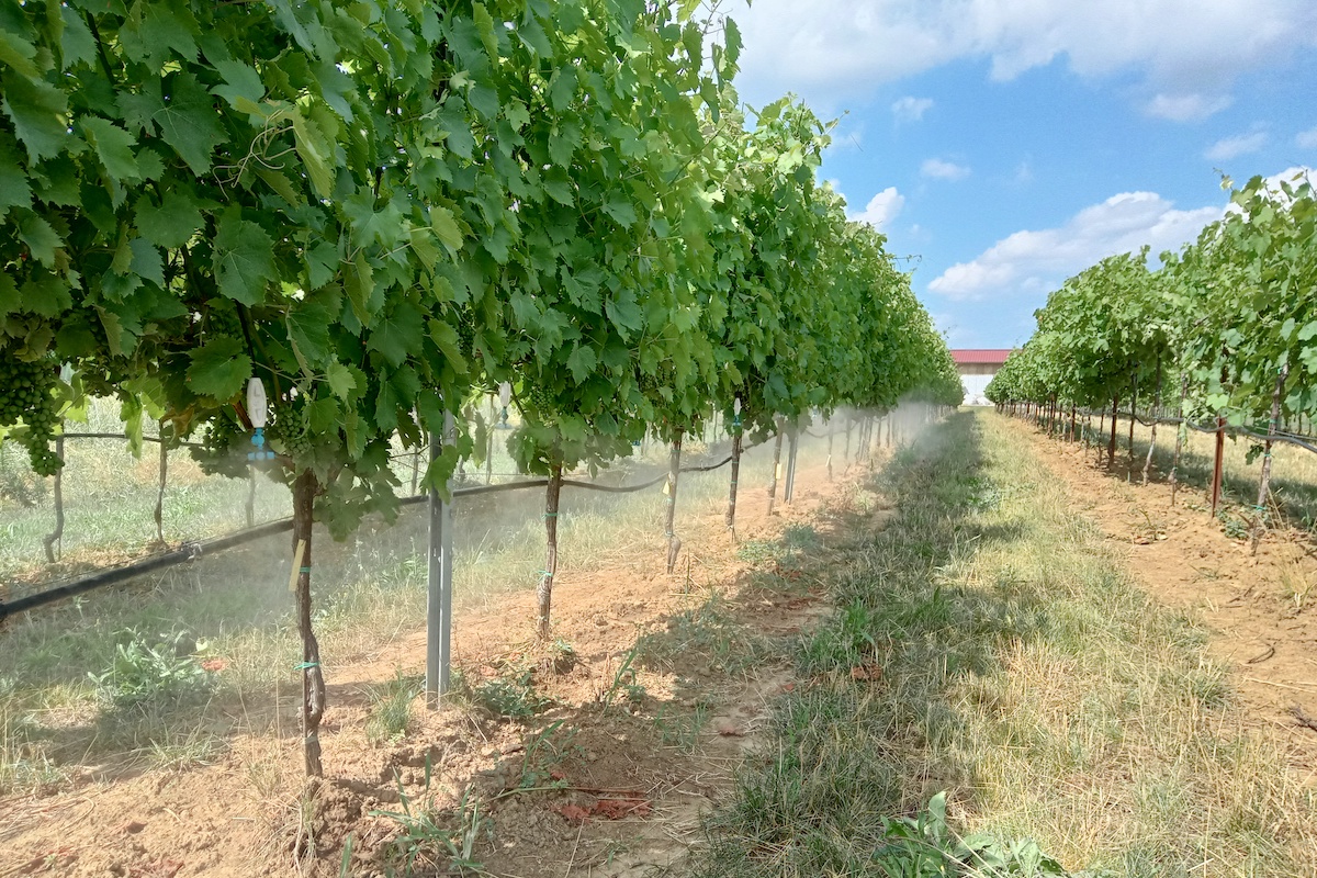 Sistema di raffrescamento della zona fruttifera delle vigne sviluppato dall'Università di Bologna, Rivulis e IFarming