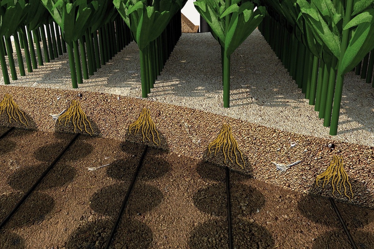 Con Underdrip acqua e fertilizzanti vengono rilasciati e si distribuiscono in modo uniforme direttamente sotto le radici