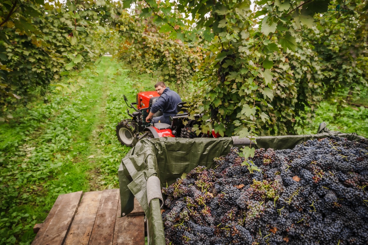 I trattori Valtra Serie F, configurabili in versione Standard, Stretta o Low, si adattano a diversi spazi interfilare e differenti impianti