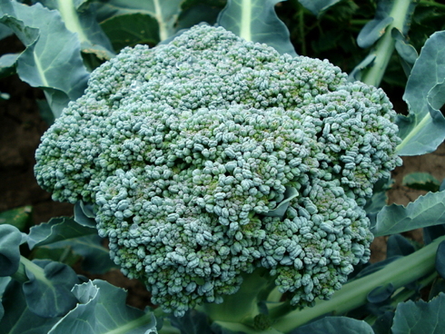 Broccoli-Cavolo-Broccolo-Ortaggio-ByArtverau-Pixabay-490x368.jpg