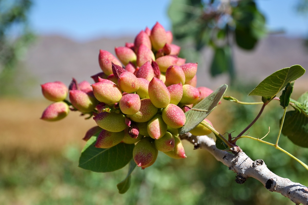 La pianta di pistacchio è caratterizzata dall'alternanza di produzione