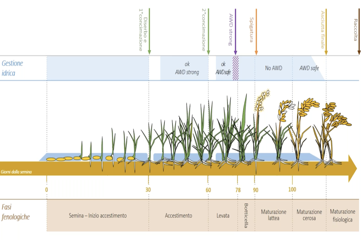 Una slide presentata al convegno che mostra l'applicazione dell'Awd nelle diverse fasi fenologiche del riso