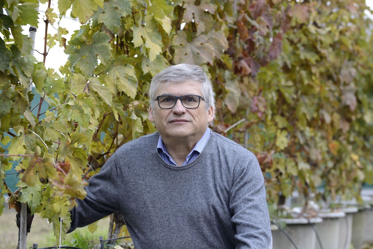 Stefano Poni, professore ordinario di Viticoltura presso la Facoltà di Scienze Agrarie, Alimentari e Ambientali dell'Università Cattolica del Sacro Cuore